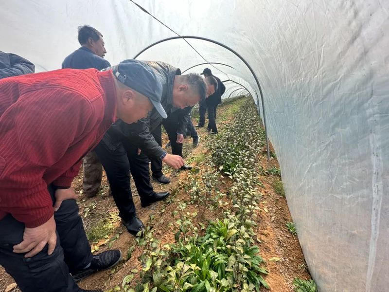 关于2024年全市农技服务大行动茶园春季管理暨质量安全控制规范培训会在桃林镇举办的最新消息(7)