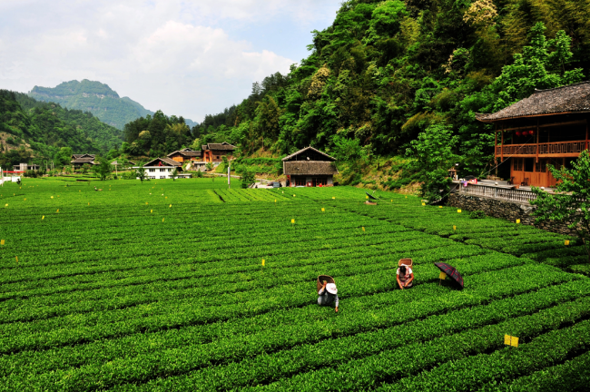有关于咸丰白茶走进武汉的相关信息(6)