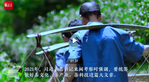 有关于全国两会特别策划·党媒联动 小茶叶成就大产业的相关内容(2)
