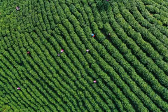 有关于全国两会特别策划·党媒联动 小茶叶成就大产业的相关内容(16)