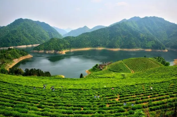 有关于全国两会特别策划·党媒联动 小茶叶成就大产业的相关内容(8)