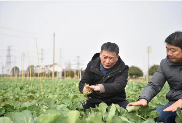 有关于全国两会特别策划·党媒联动 小茶叶成就大产业的相关内容(5)