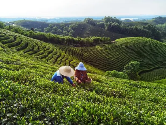 有关于全国两会特别策划·党媒联动 小茶叶成就大产业的相关内容(14)