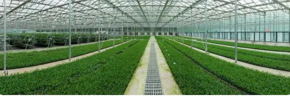 有关于全国两会特别策划·党媒联动 小茶叶成就大产业的相关内容(13)