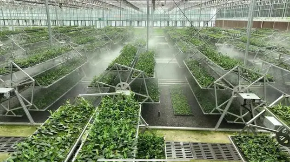 有关于全国两会特别策划·党媒联动 小茶叶成就大产业的相关内容(11)