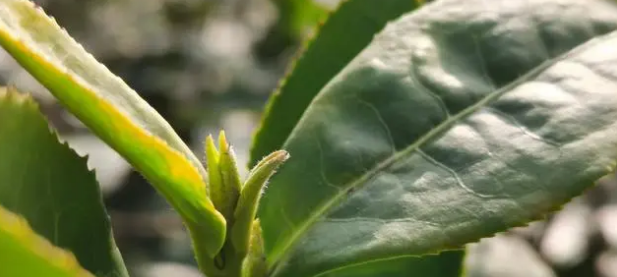 关于唤醒春茶！杭州径山“喊山”啦的内容(2)