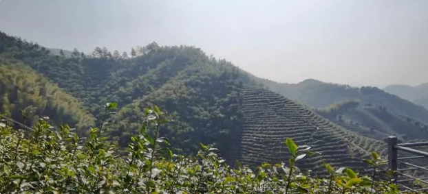 关于唤醒春茶！杭州径山“喊山”啦的内容