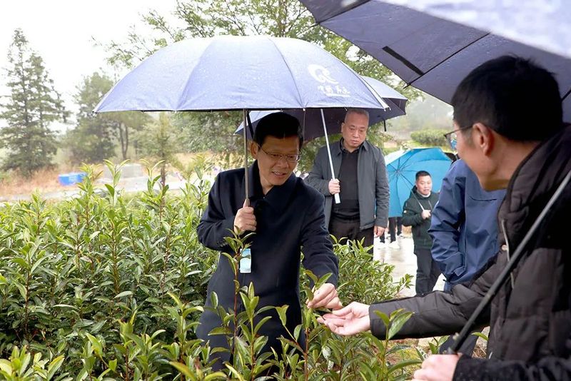 关于品牌立茶占市场 科技强茶促共富 文化兴茶争标杆 蔡昉带队开展茶产业调研的相关信息