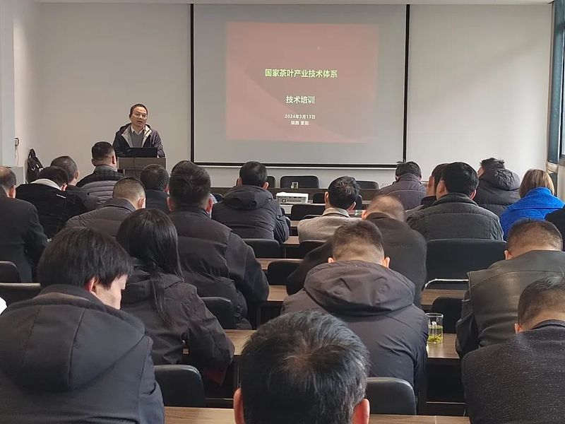 有关于城关镇：技术培训助力茶产业提质增效的信息