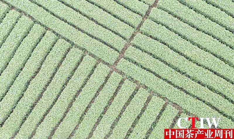 关于湄潭茶产业直接出口额位列全省县域第一名的消息