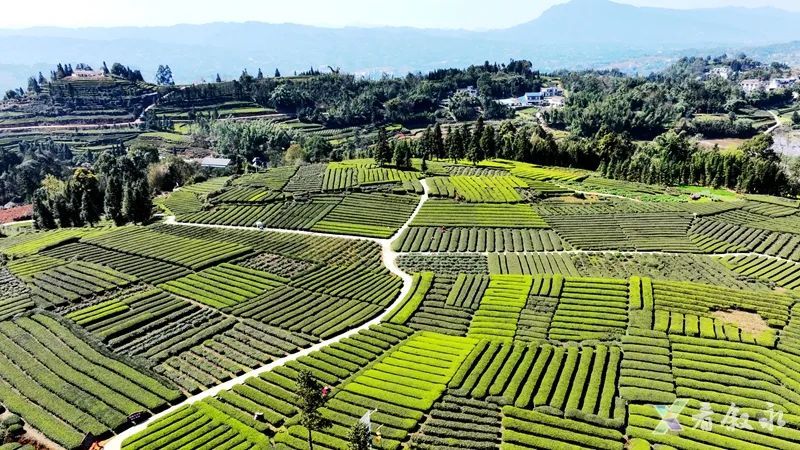 关于叙永红岩:茶园变公园 茶山变“金山”的内容