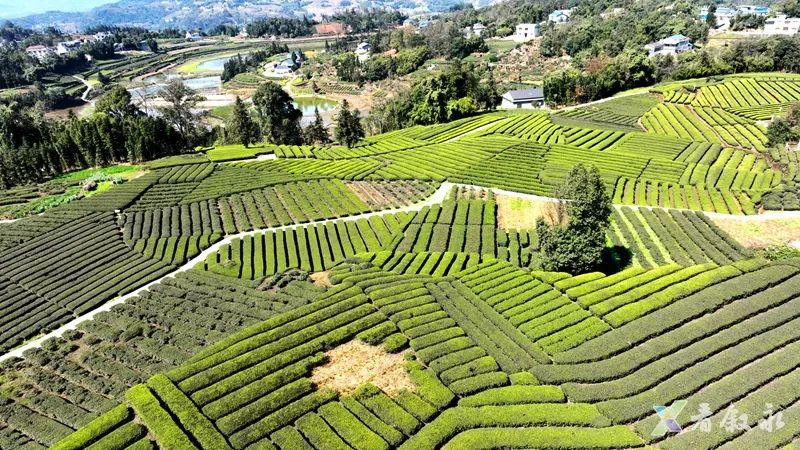 关于叙永红岩:茶园变公园 茶山变“金山”的内容(3)