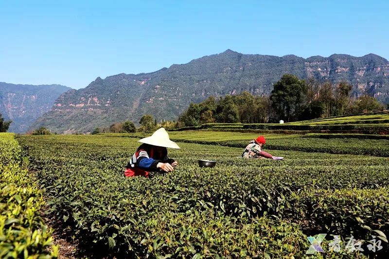 关于叙永红岩:茶园变公园 茶山变“金山”的内容(1)