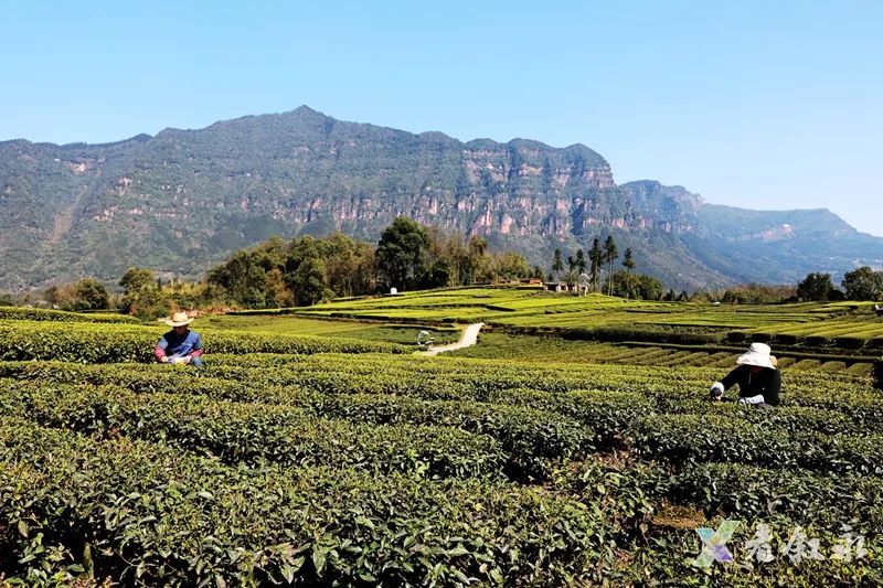 关于叙永红岩:茶园变公园 茶山变“金山”的内容(4)