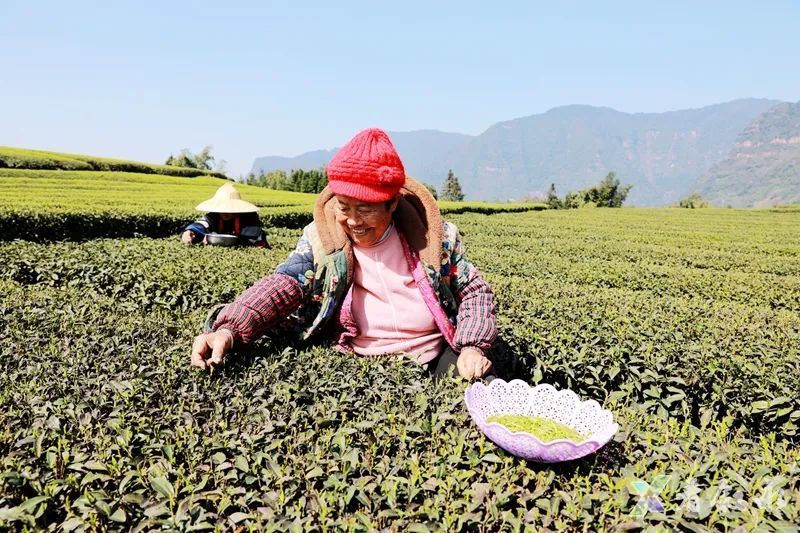 关于叙永红岩:茶园变公园 茶山变“金山”的内容(2)