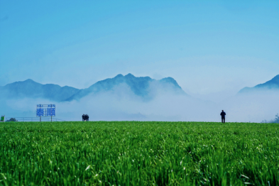 关于茶韵雅阳 春日顺礼——泰顺县第三届三杯香采茶节在泰顺县雅阳镇开幕的资讯(11)