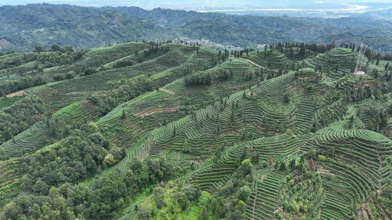 有关于采茶、制茶、斗茶……夹江全国生态低碳茶示范基地好热闹！的新闻(2)