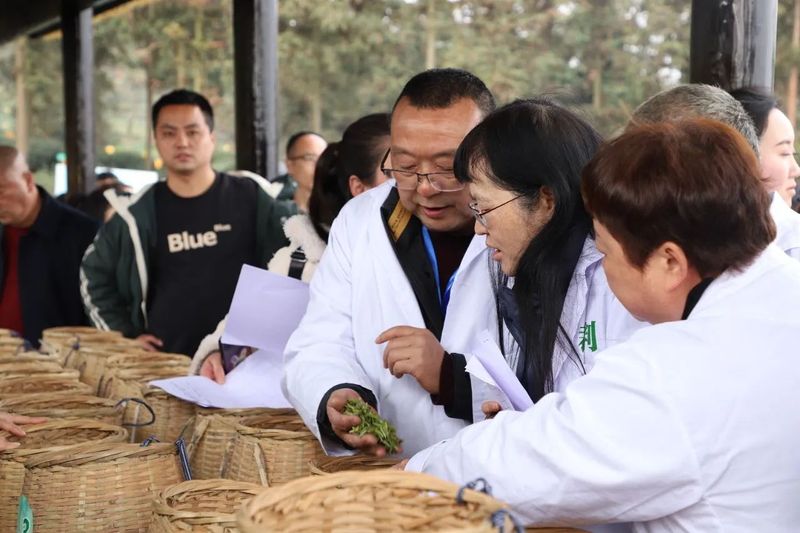 有关于采茶、制茶、斗茶……夹江全国生态低碳茶示范基地好热闹！的新闻(11)