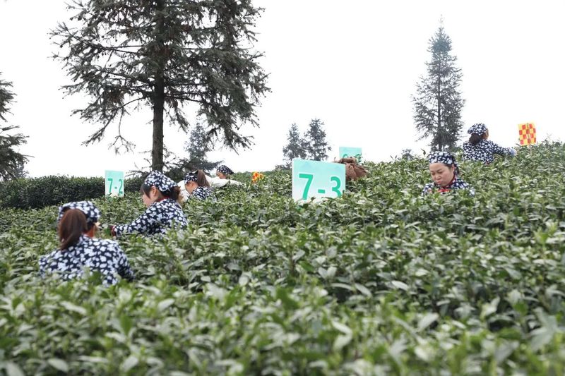 有关于采茶、制茶、斗茶……夹江全国生态低碳茶示范基地好热闹！的新闻(10)