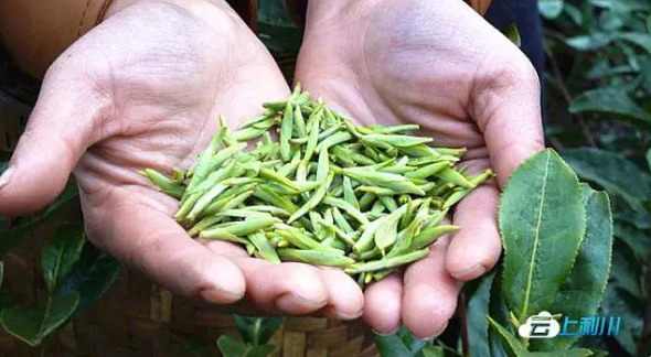 有关于湖北利川：早春茶新鲜出炉的消息(1)