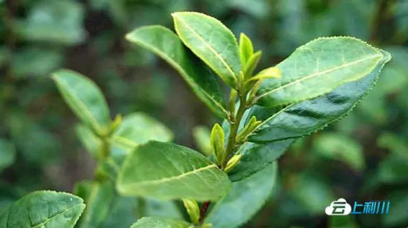 有关于湖北利川：早春茶新鲜出炉的消息(2)