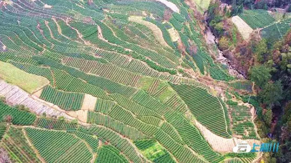 有关于湖北利川：早春茶新鲜出炉的消息