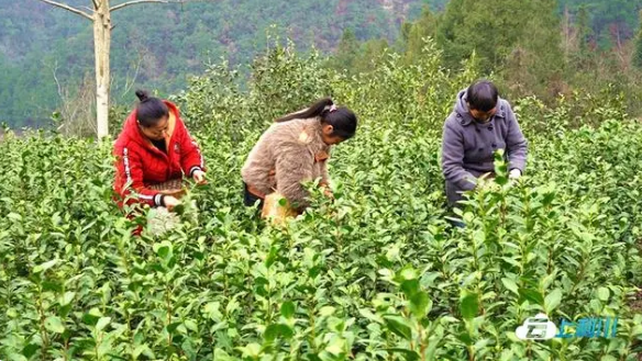 有关于湖北利川：早春茶新鲜出炉的消息(3)