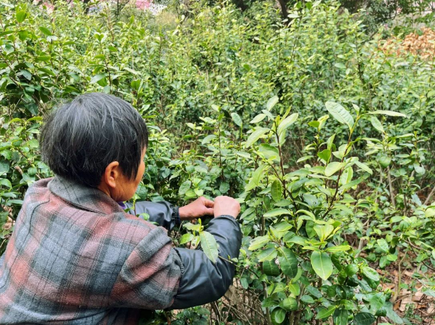 有关于2024年无锡市区首轮春茶开采！的消息(1)