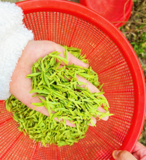 有关于2024年无锡市区首轮春茶开采！的消息