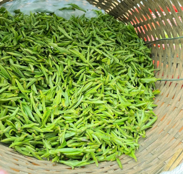 有关于2024年无锡市区首轮春茶开采！的消息(7)