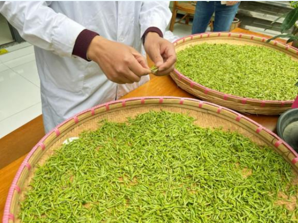 有关于2024年无锡市区首轮春茶开采！的消息(4)