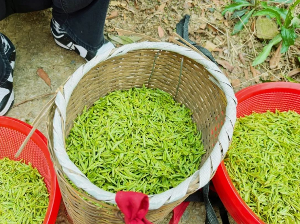 有关于2024年无锡市区首轮春茶开采！的消息(3)