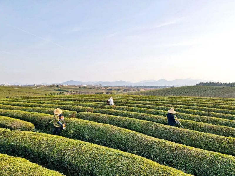 关于赣江新区：人勤春来早 茶园管护忙的相关内容(1)