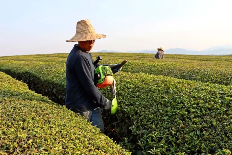 关于赣江新区：人勤春来早 茶园管护忙的相关内容(4)
