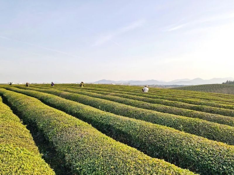 关于赣江新区：人勤春来早 茶园管护忙的相关内容