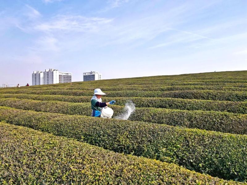 关于赣江新区：人勤春来早 茶园管护忙的相关内容(2)