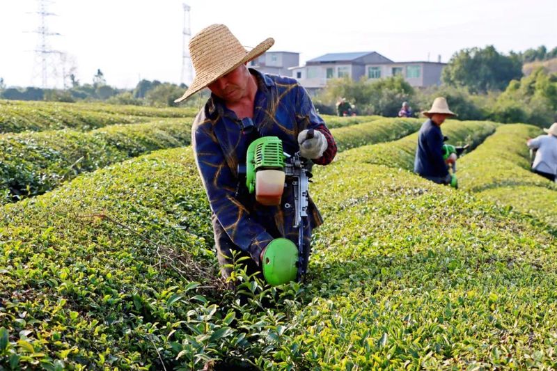关于赣江新区：人勤春来早 茶园管护忙的相关内容(3)