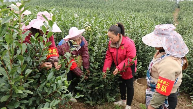 有关于普安：送训上山劳务队带动 6万余人上春山采春茶的资讯(2)