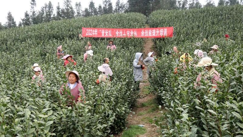 有关于普安：送训上山劳务队带动 6万余人上春山采春茶的资讯