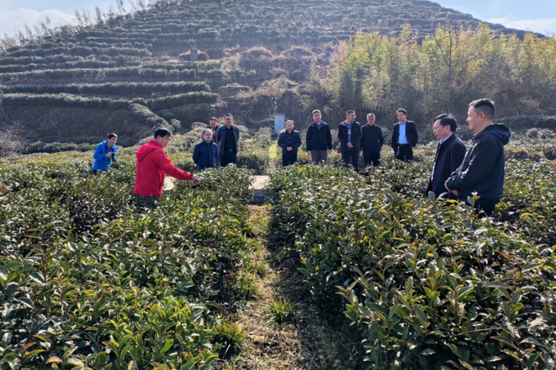 有关于州政协副主席杨显龙、一级巡视员周志龙到都匀调研指导茶产业发展工作的资讯