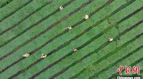 有关于四川古蔺：高山茶园吐新绿 苗乡茶农采茶忙的相关内容(3)