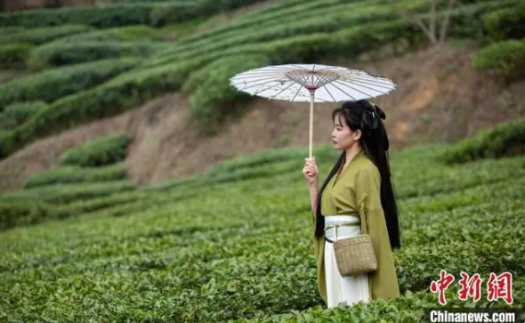 有关于四川古蔺：高山茶园吐新绿 苗乡茶农采茶忙的相关内容
