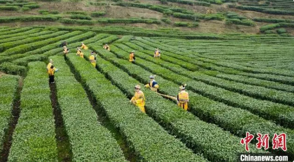 有关于四川古蔺：高山茶园吐新绿 苗乡茶农采茶忙的相关内容(5)