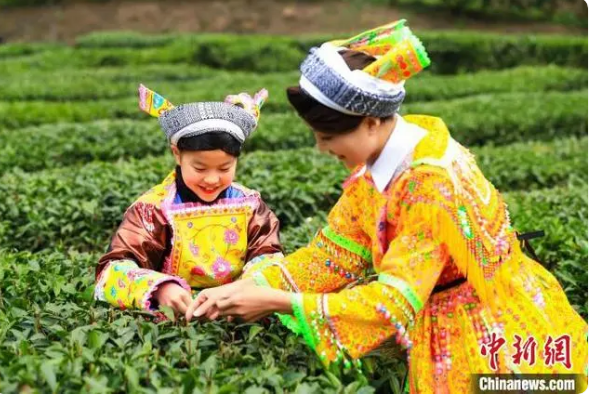 有关于四川古蔺：高山茶园吐新绿 苗乡茶农采茶忙的相关内容(2)