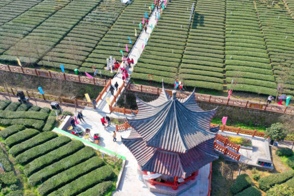 关于“湖北早市茶之乡”太平溪第三届早市茶开园的最新消息(1)