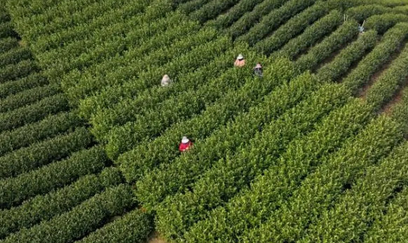 有关于余杭中泰万亩茶园第一锅春茶开采的相关内容(2)