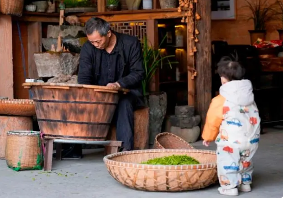 有关于余杭中泰万亩茶园第一锅春茶开采的相关内容(1)