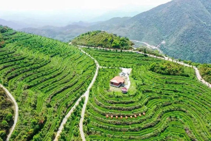 关于福建安溪祥华乡：践行“三茶”统筹 当好产业振兴“示范生”的相关信息(1)