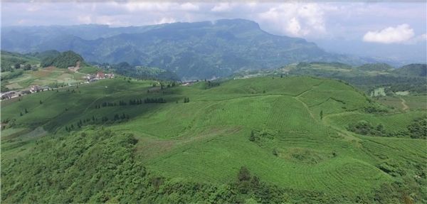 关于“正安县朝阳茶叶”:一杯醇香茶,品出自然好味道的新闻