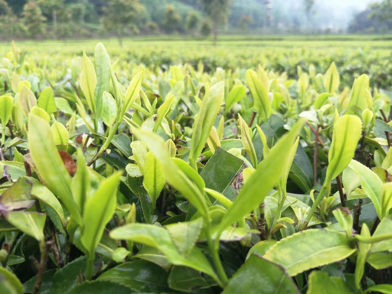 关于汉中第三批生态茶园风采——西乡篇的相关内容(5)